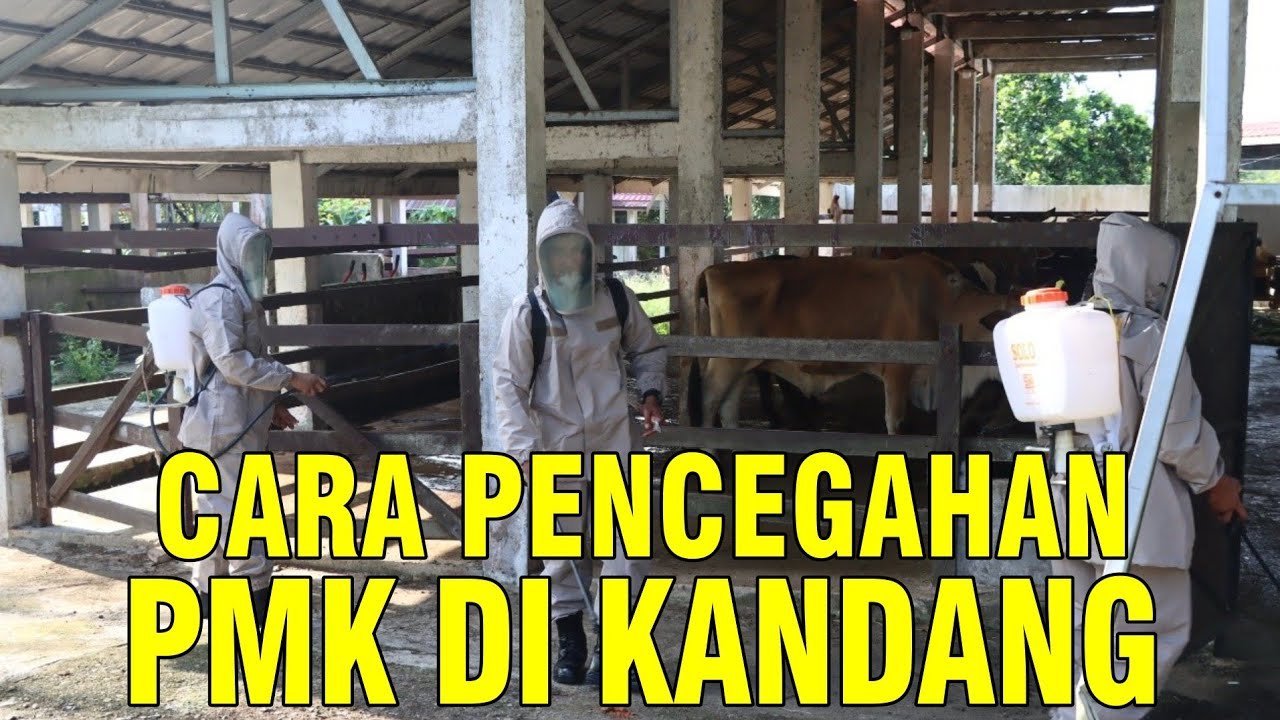 
                                 Kandang-Ternak-Sapi-Terbaik-Terapkan-Protokol-Cegah-PMK